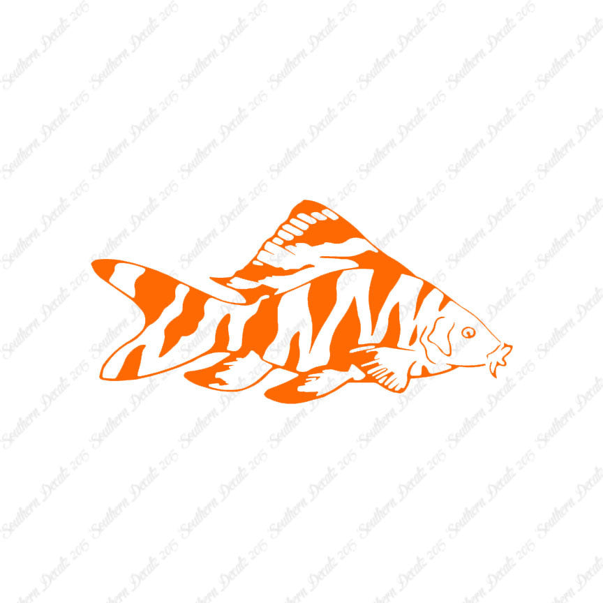 Zebra Loach Fish