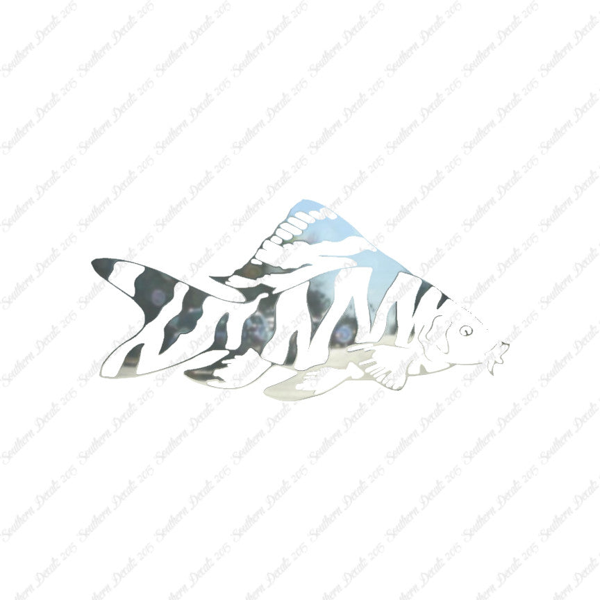Zebra Loach Fish