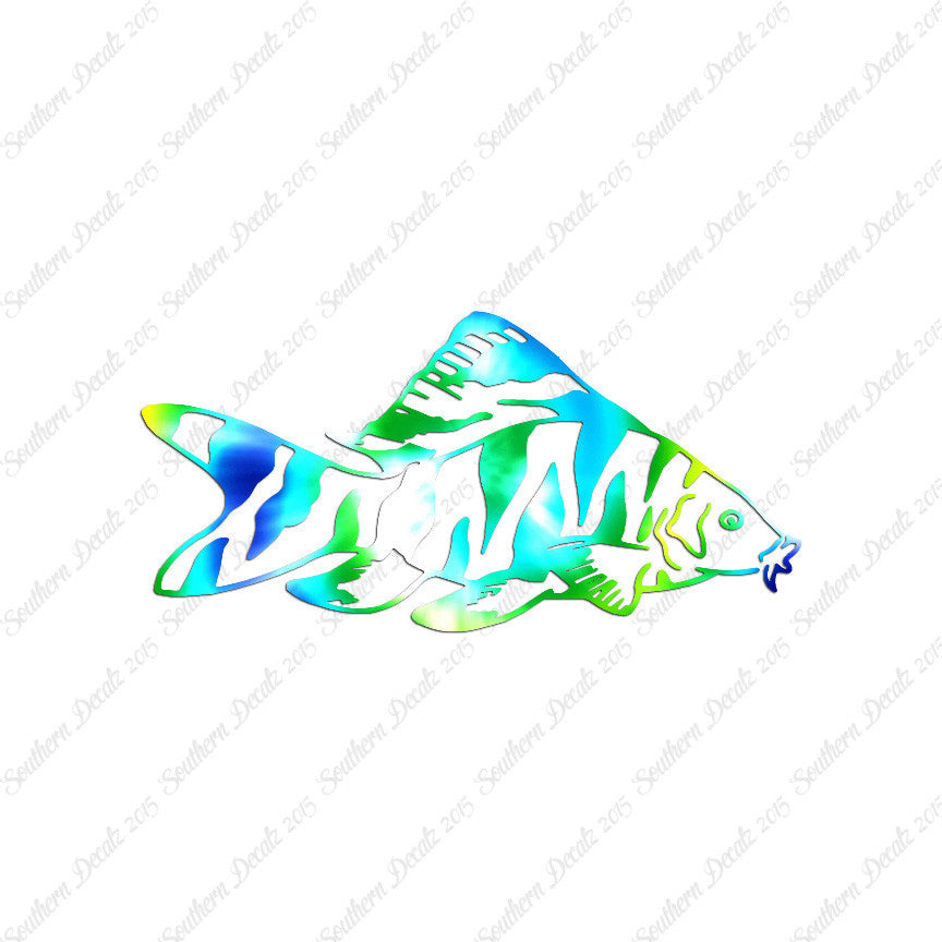 Zebra Loach Fish