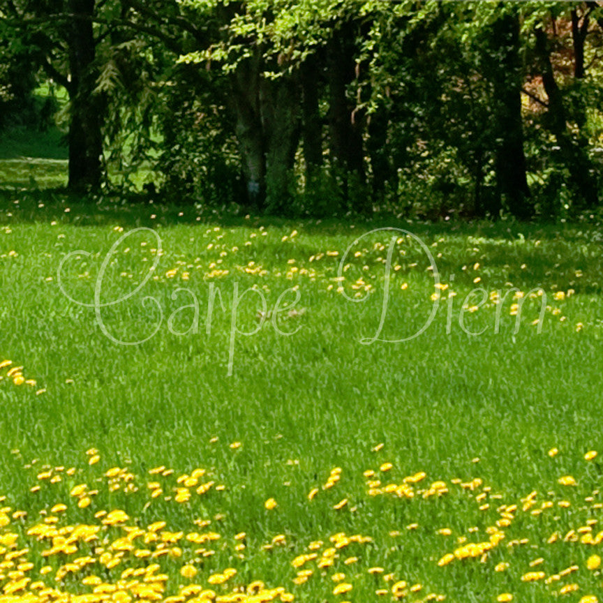 Latin Carpe Diem