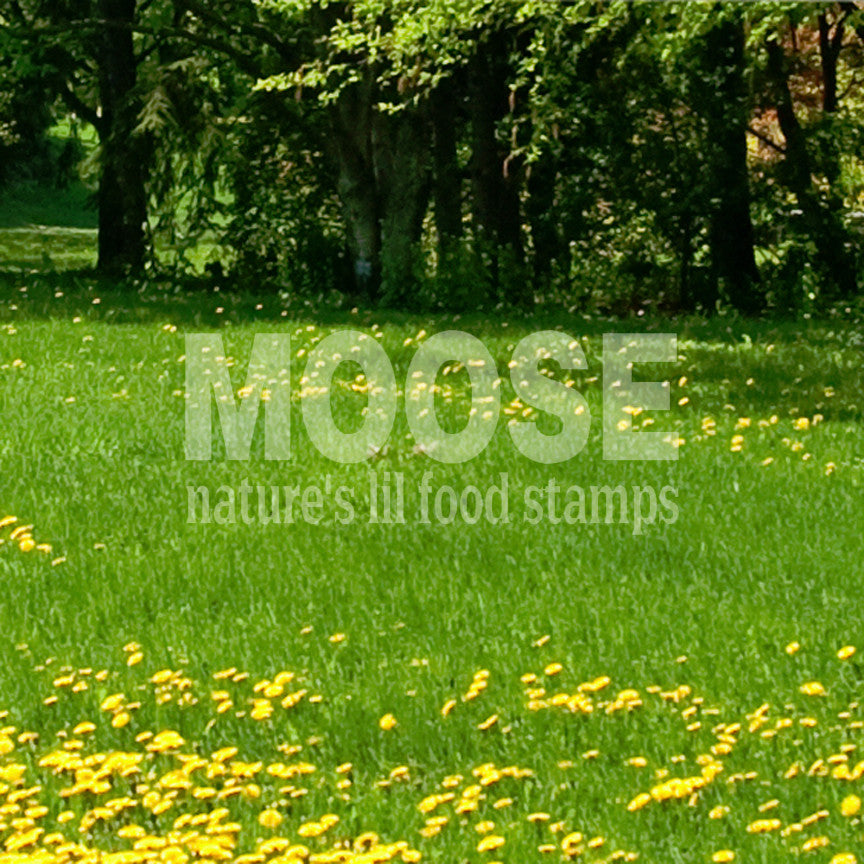 Moose Natures Food Stamps