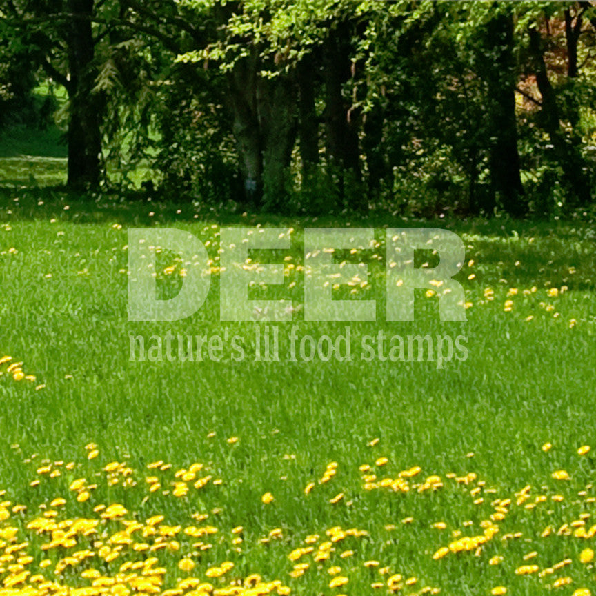 Deer Natures Food Stamps