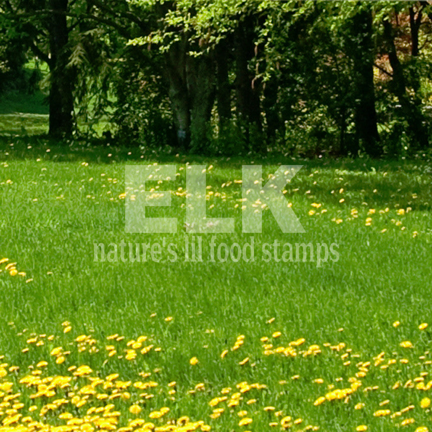 Elk Natures Food Stamps