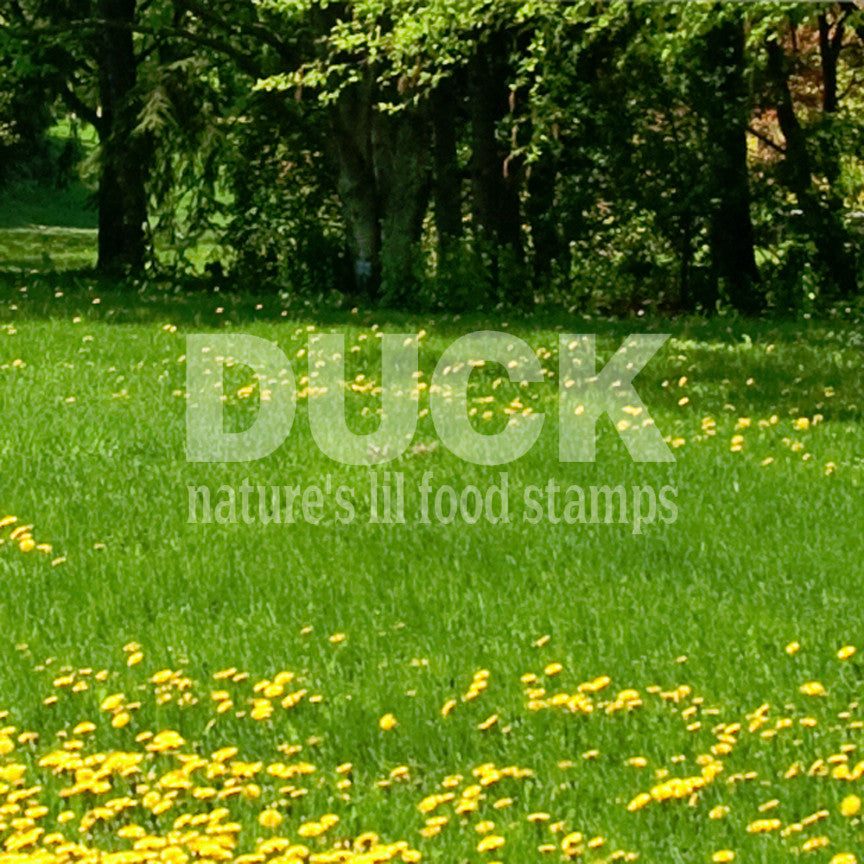 Duck Natures Food Stamps