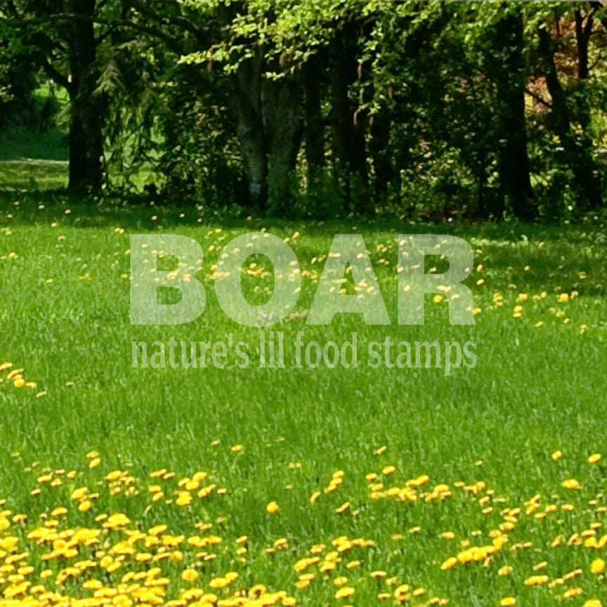 Boar Natures Food Stamps