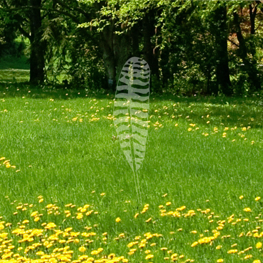 Turkey Bird Feather