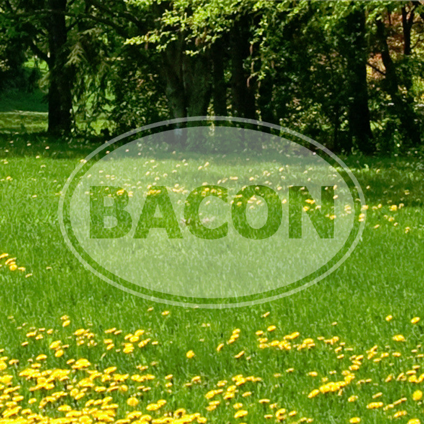 Bacon Oval