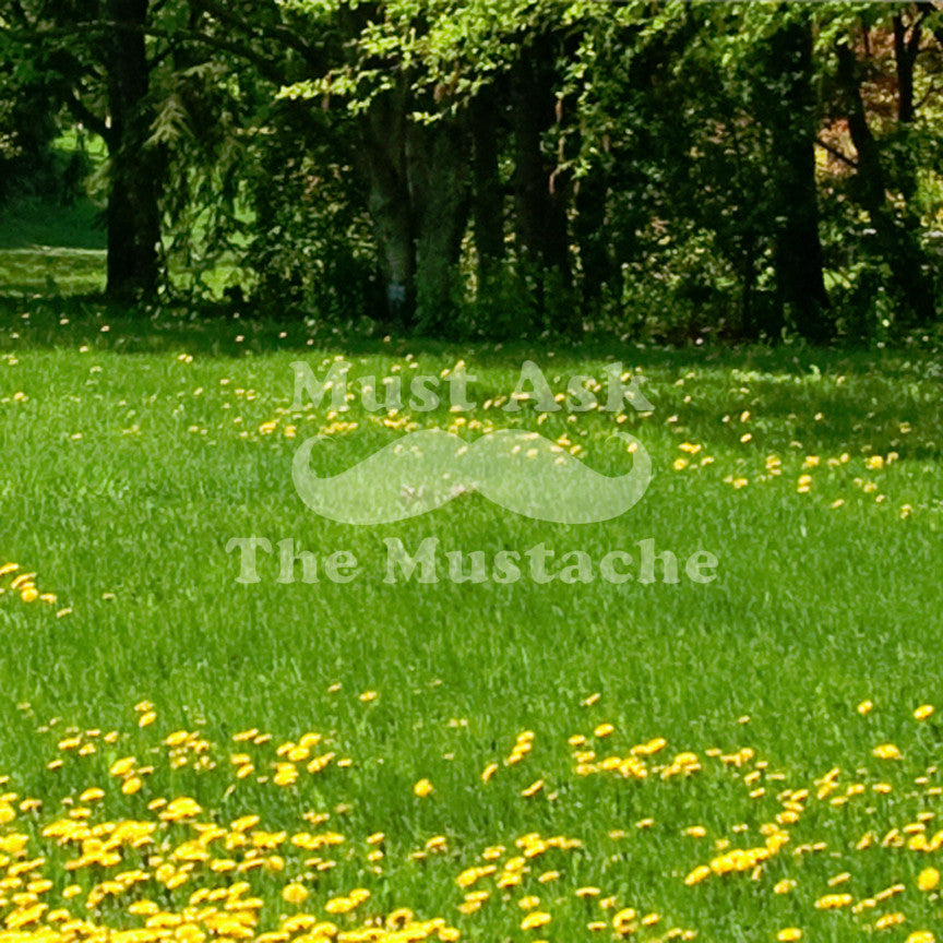 Must Ask The Mustache