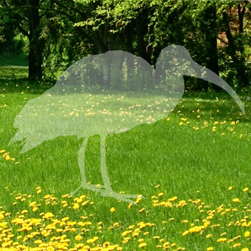 Ibis Stork Heron