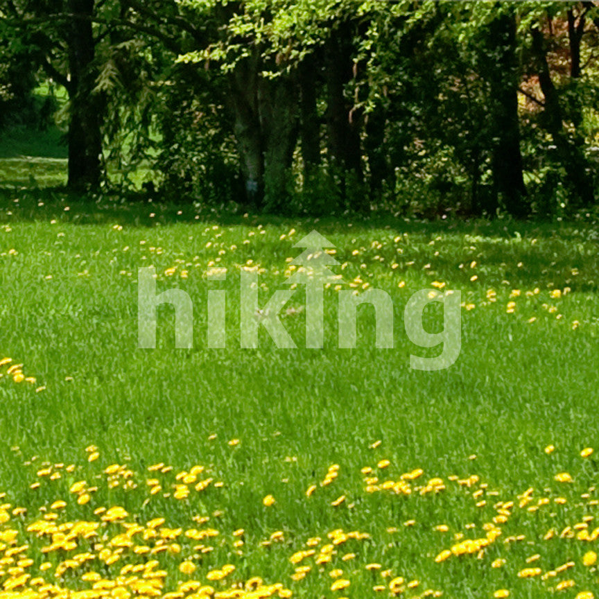 Hiking Tree Exercise