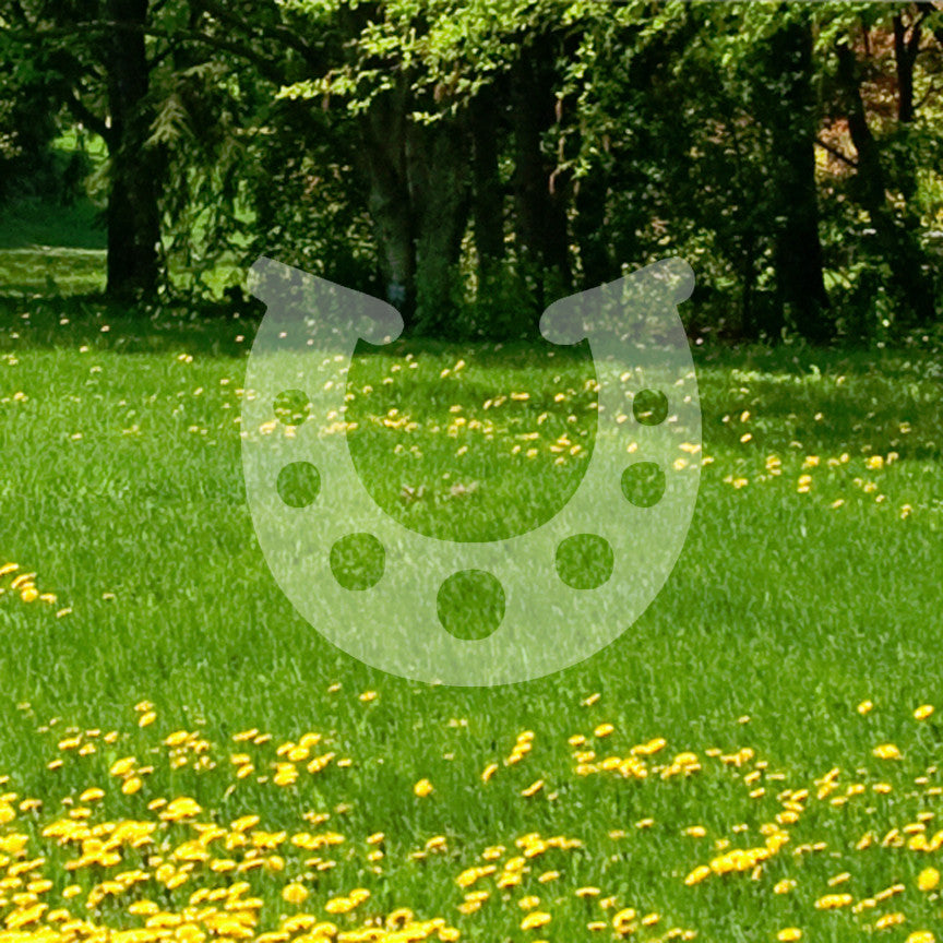 Lucky Horse Shoe Horseshoe