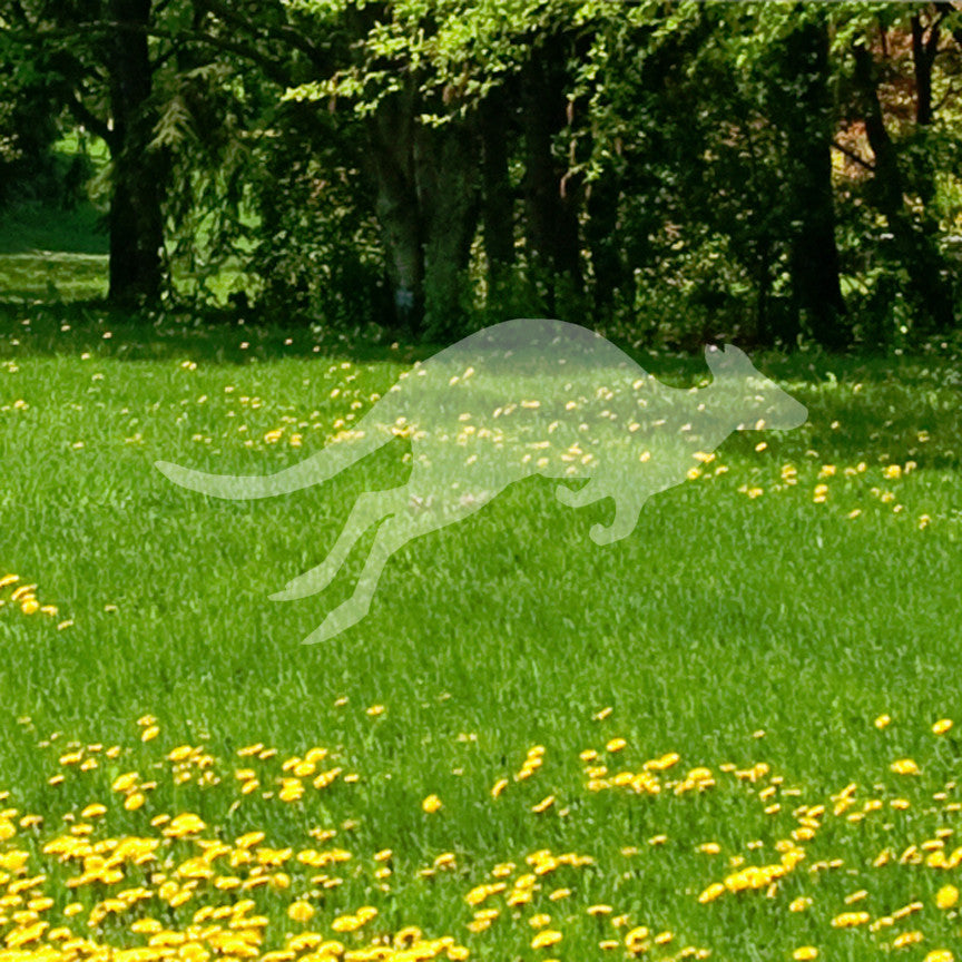Kangaroo Jumping
