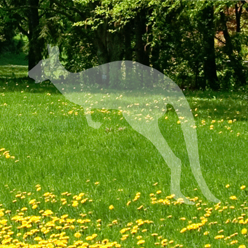 Kangaroo