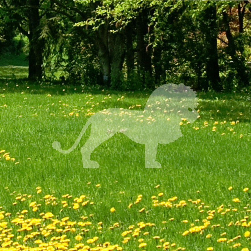 Roaring Lion