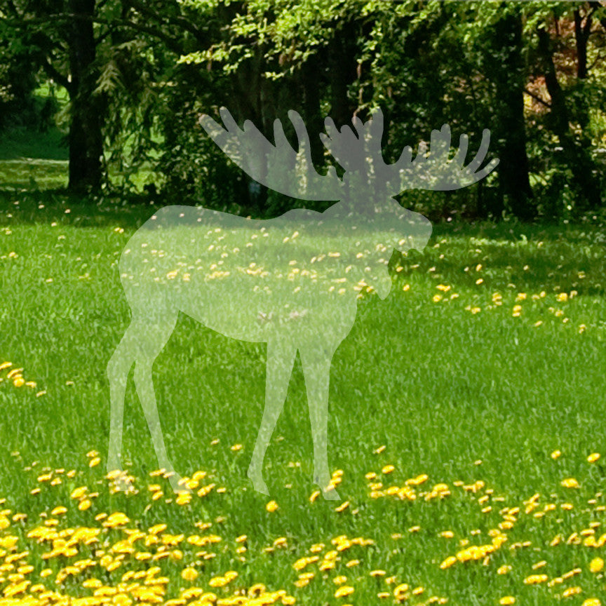 Moose Antler