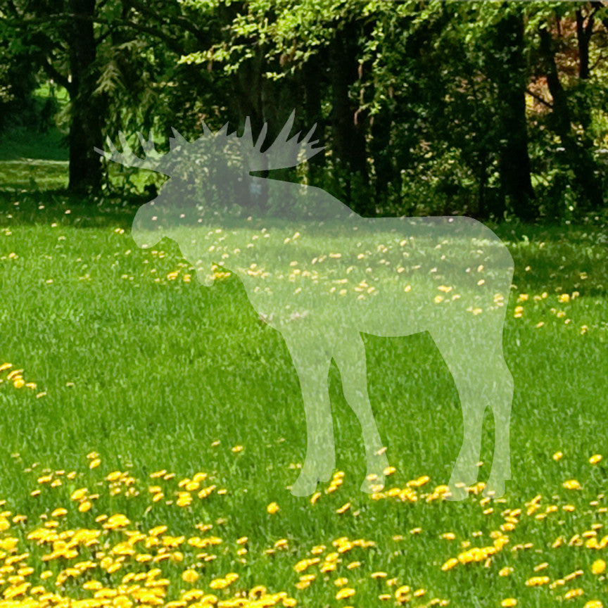 Moose