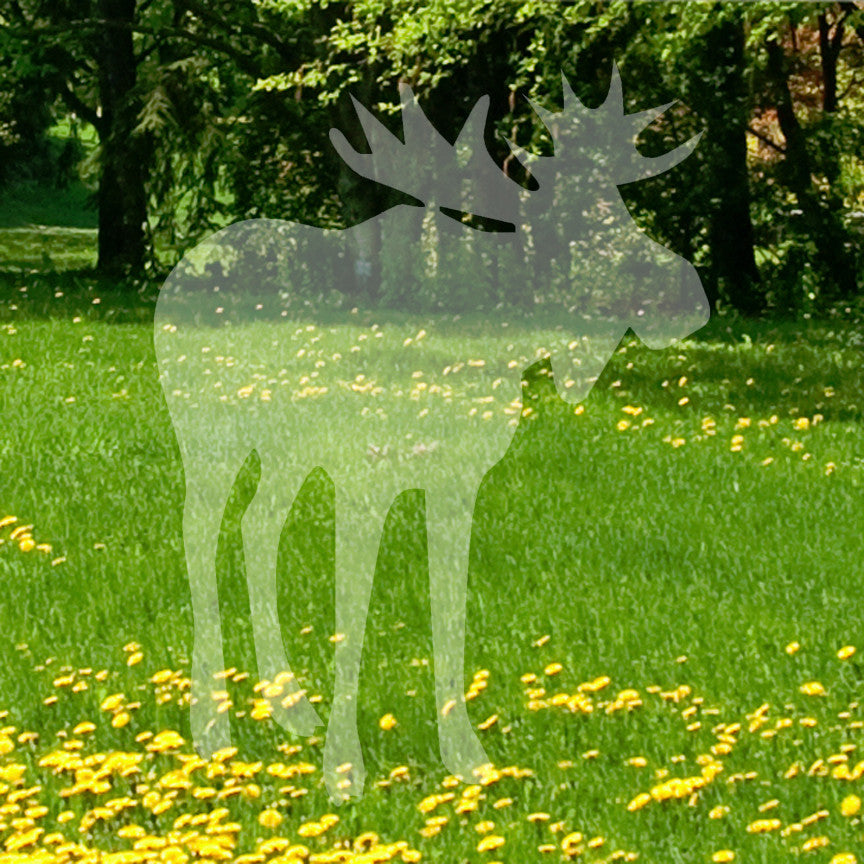 Antler Bull Moose