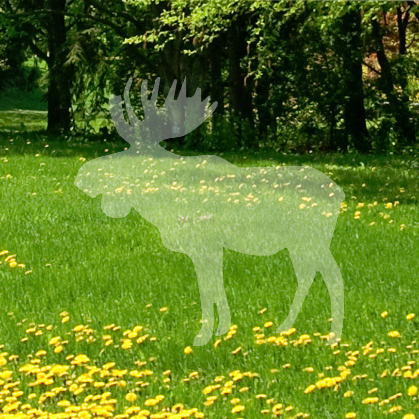 Bull Moose
