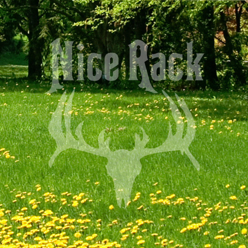 Nice Rack Moose