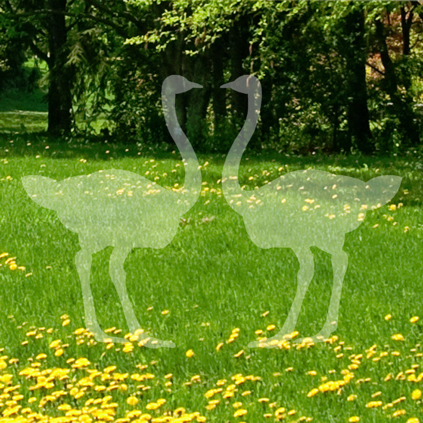 Pair Of Ostrich Ostriches