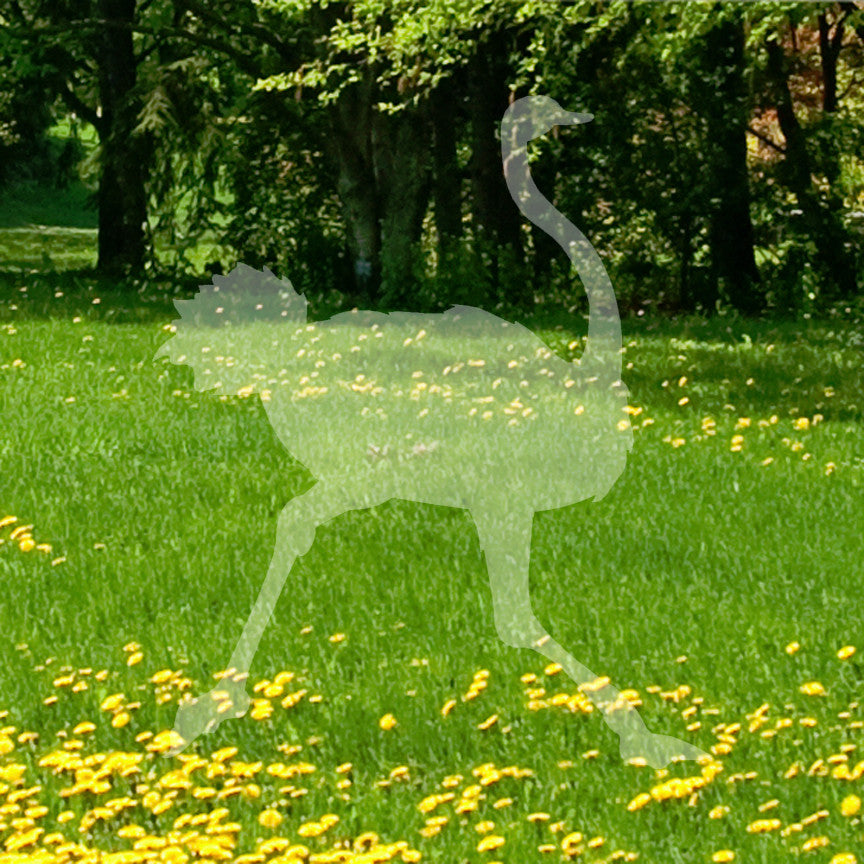 Ostrich Running