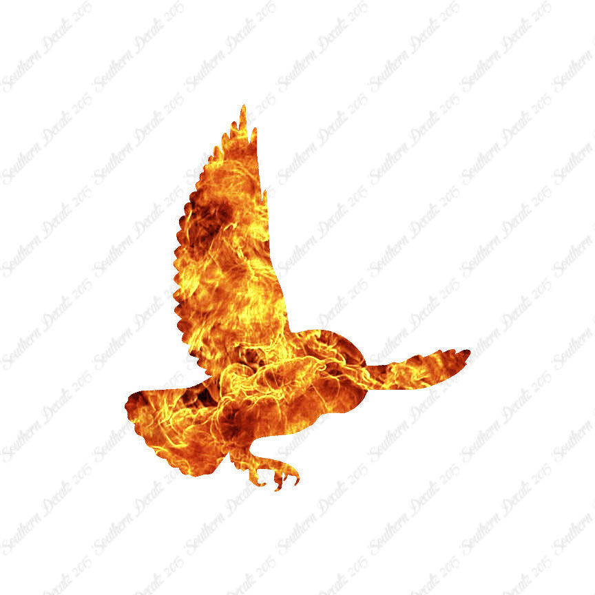 Barn Owl Bird