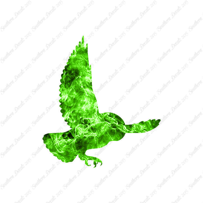 Barn Owl Bird