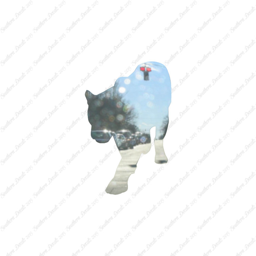 Panther Big Cat