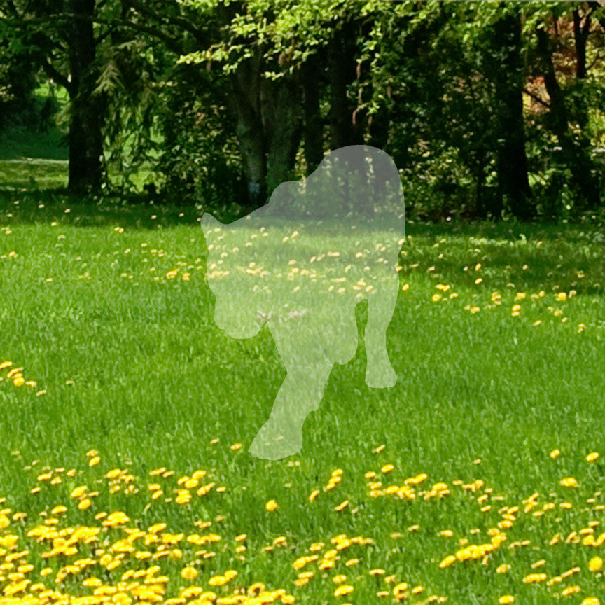 Panther Big Cat