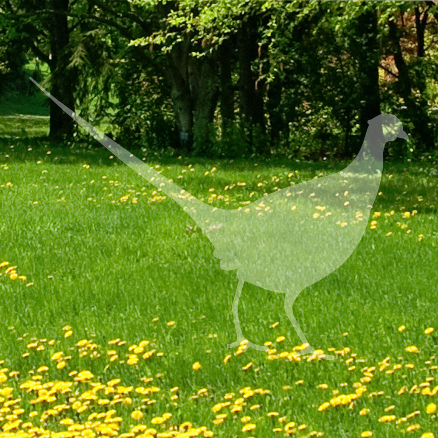 Pheasant Game Bird