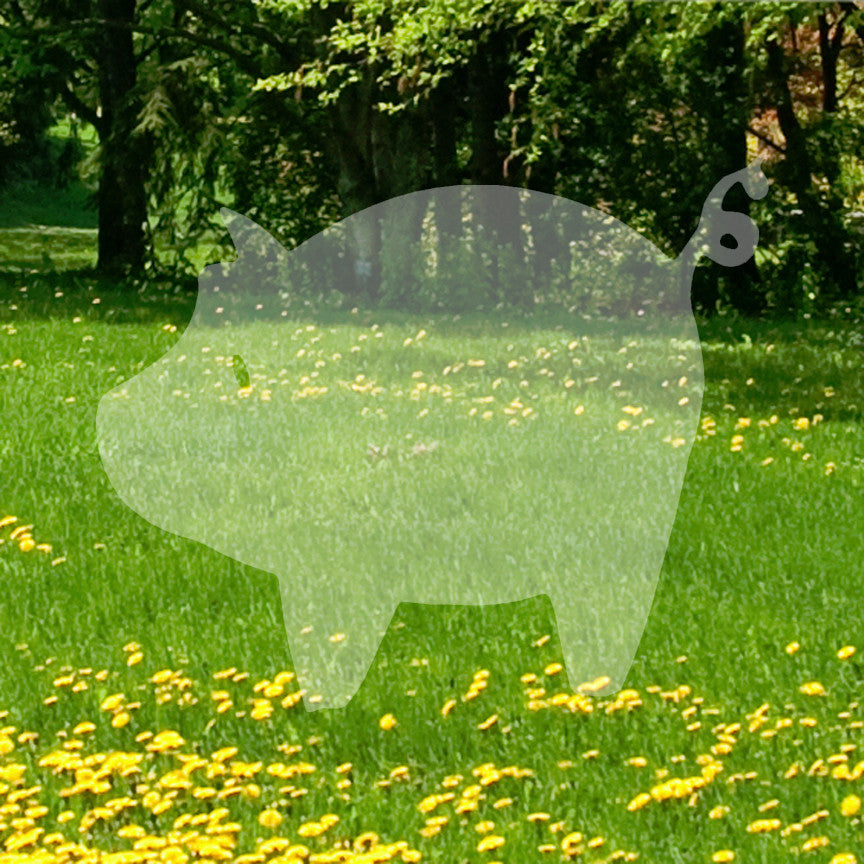Pig Swine Hog