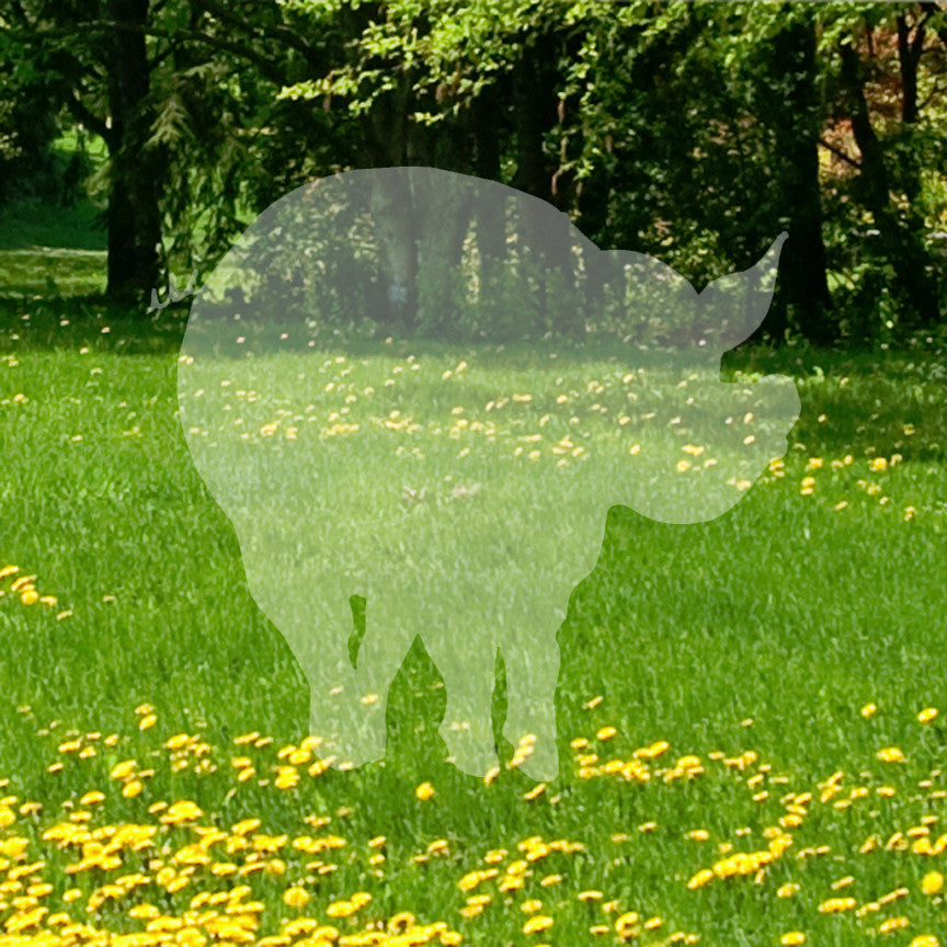 Pig Swine