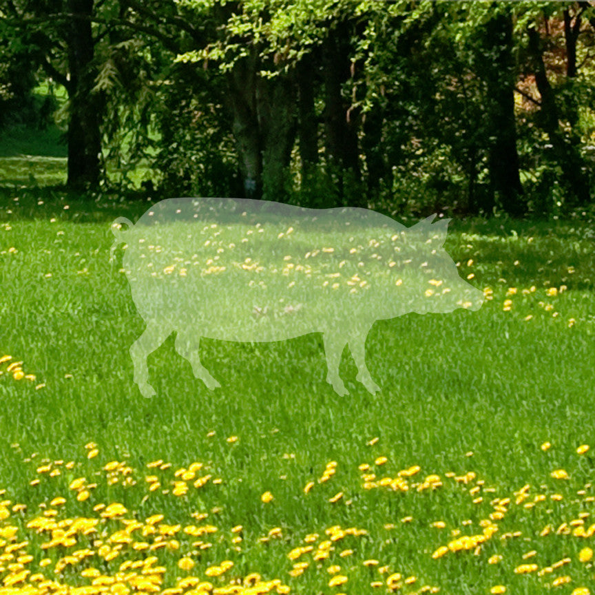Pig Swine Sow