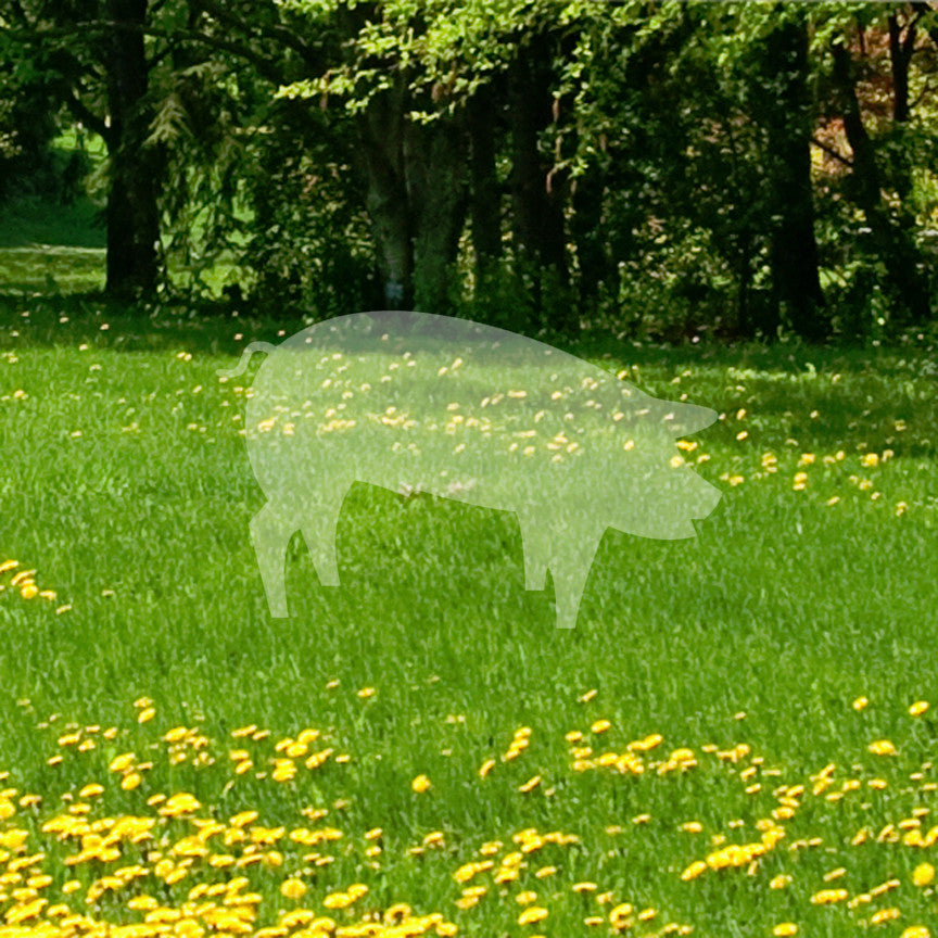 Pig Sow Swine