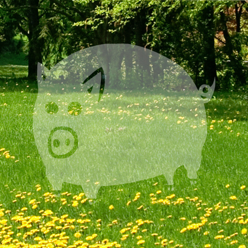 Cute Pig Swine