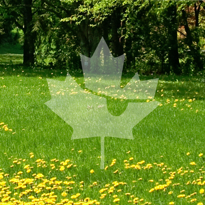 Pirate Canadian Flag Maple Leaf