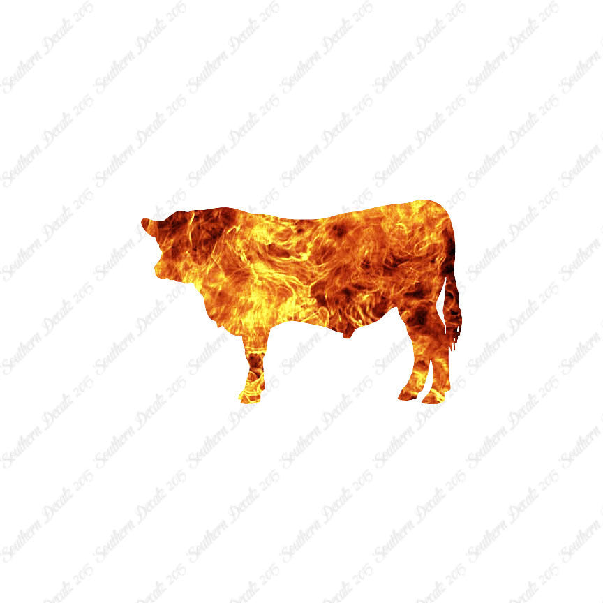Angus Cow Cattle