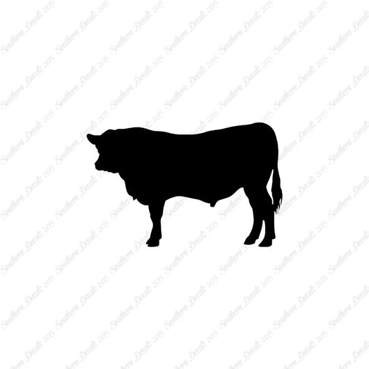 Angus Cow Cattle