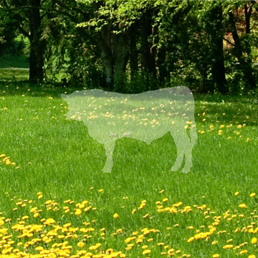 Angus Cow Cattle