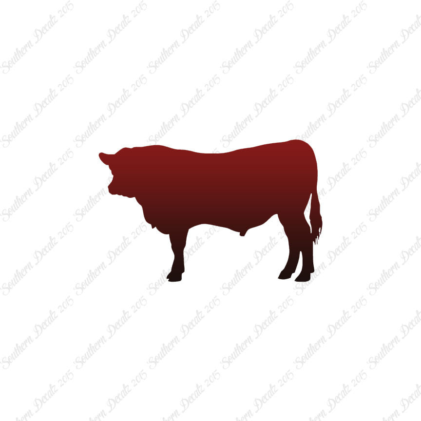 Angus Cow Cattle