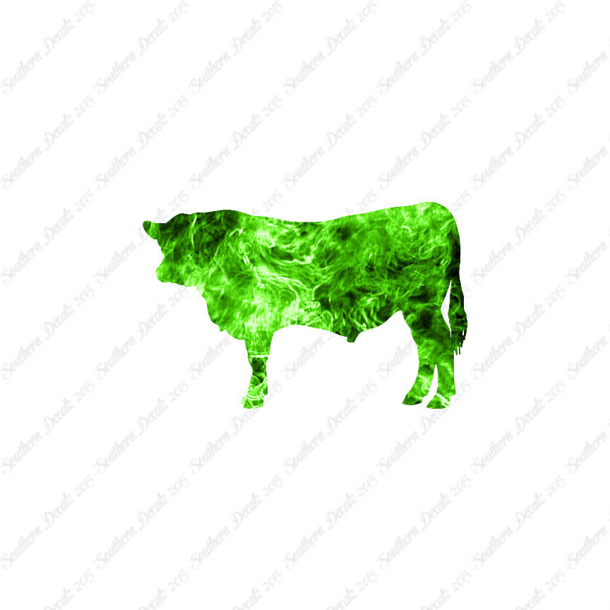 Angus Cow Cattle