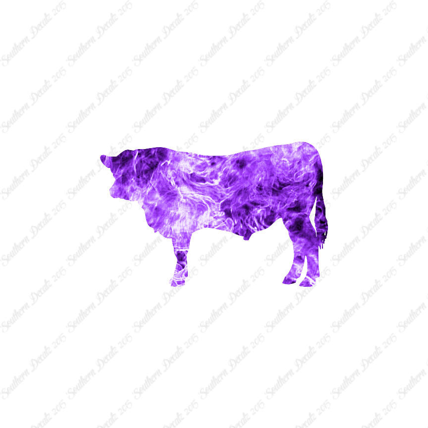 Angus Cow Cattle