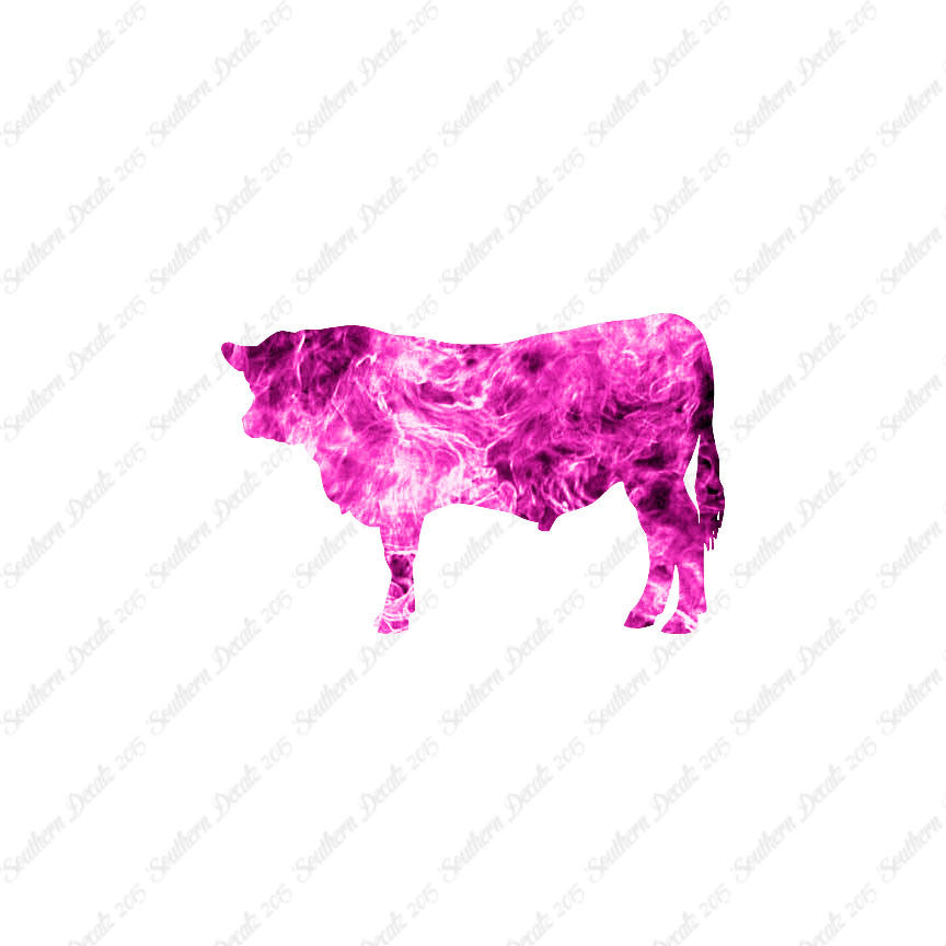 Angus Cow Cattle