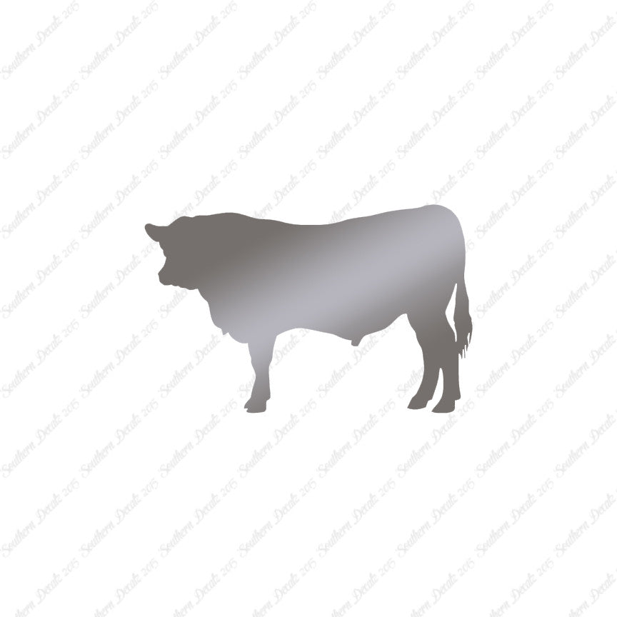 Angus Cow Cattle