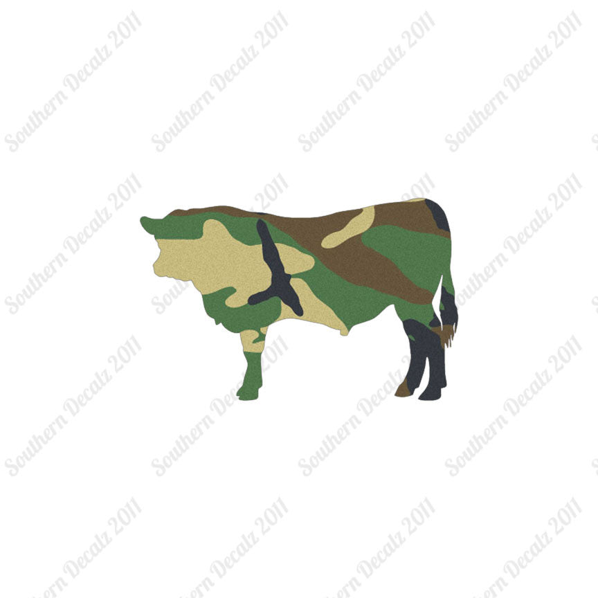 Angus Cow Cattle