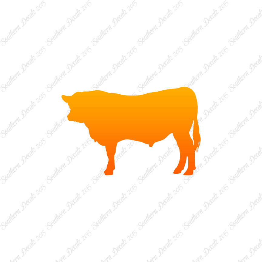 Angus Cow Cattle