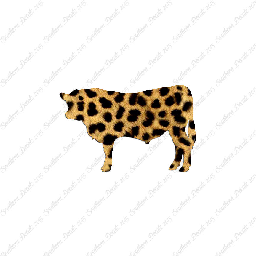 Angus Cow Cattle