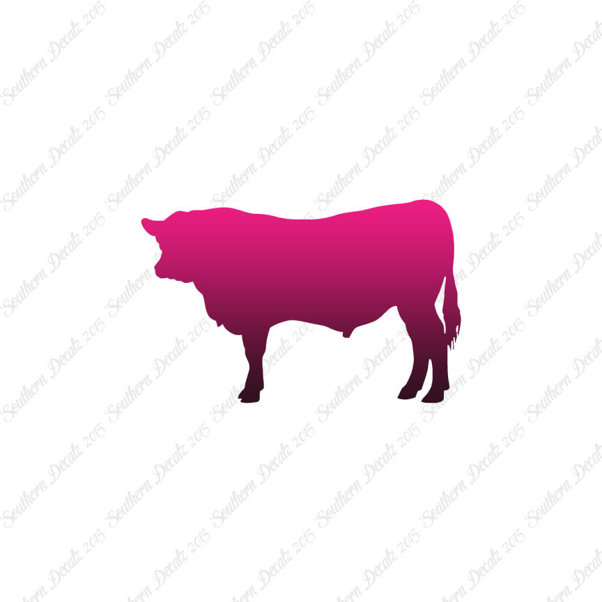 Angus Cow Cattle