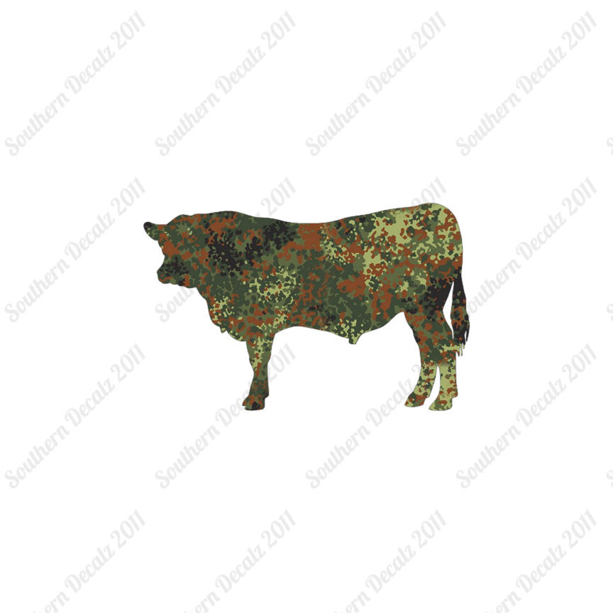 Angus Cow Cattle