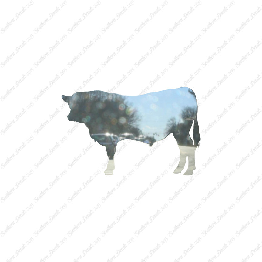 Angus Cow Cattle
